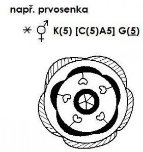 Kvet Priklad Maturita Formalita